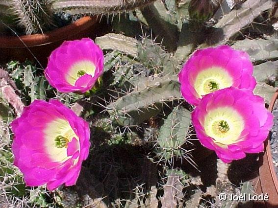 Echinocereus pentalophus ssp. leonensis JLcoll.1235